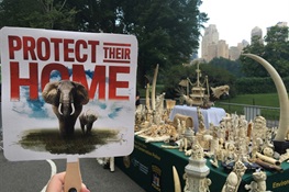 Wildlife Conservation Society Joins New York State, Tiffany & Co., and Partners to Crush Nearly 2 Tons of Elephant Ivory in Central Park  